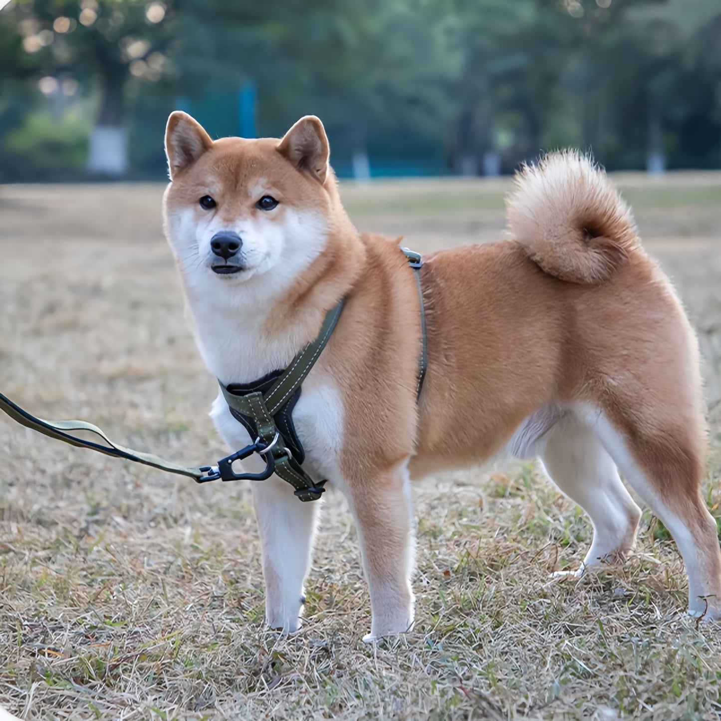 No Pull Dog Harness with Leather Padding, Reflective Adjustable Dog Harness for Medium Large Dogs