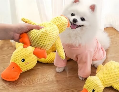 Why Do Dogs Bring You Toys? What Your Dog Is Really Trying to Tell You