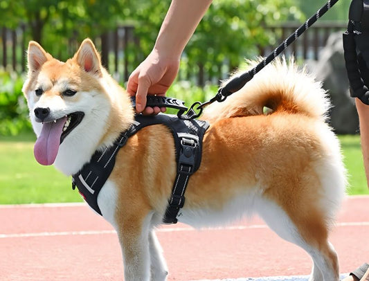 How to Put on a Dog Harness (Step-by-Step Guide)