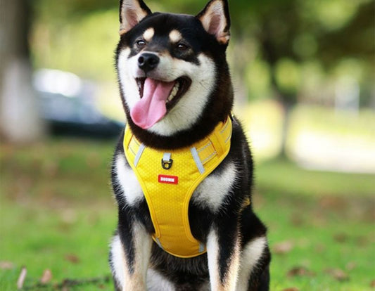 Is a Harness Better Than a Collar for a Dog? Pros and Cons Explained