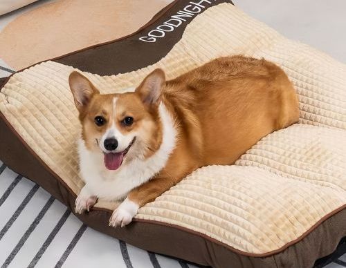 How to Get Dog Off Sofa? Simple and Gentle Ways to Encourage Your Dog to Leave the Couch Without Stress or Conflict