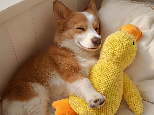 Why Do Dogs Like Squeaky Toys? Understanding the Science Behind the Fun