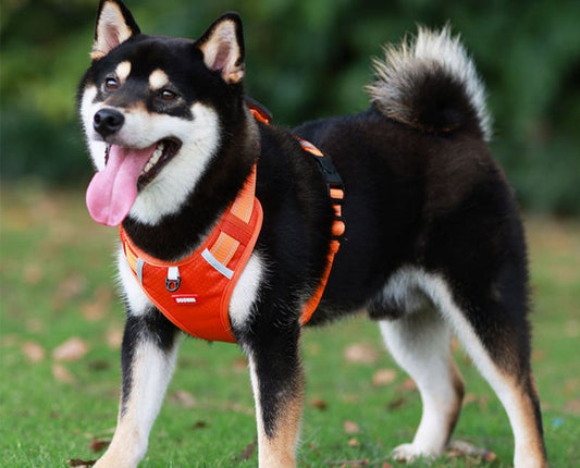 How Tight Should a Dog Harness Be? Signs of the Right Fit