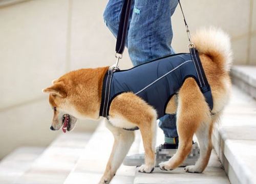 How to Strengthen a Dog’s Back Legs? Safe Exercises and Supportive Ways to Improve Mobility