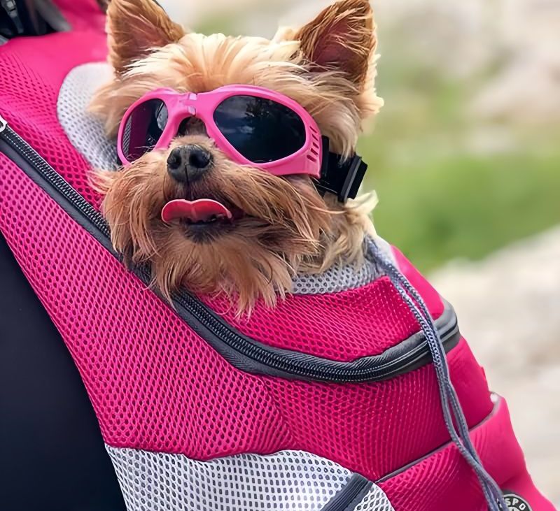 How to Carry a Dog in a Backpack: Step-by-Step Guide for Pet Owners