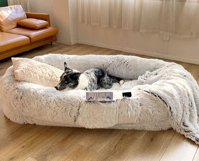 Are Human Sized Dog Beds Worth It? Benefits, Comfort, and Who Should Buy One