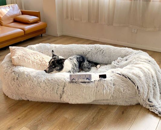 Are Human Sized Dog Beds Worth It? Benefits, Comfort, and Who Should Buy One