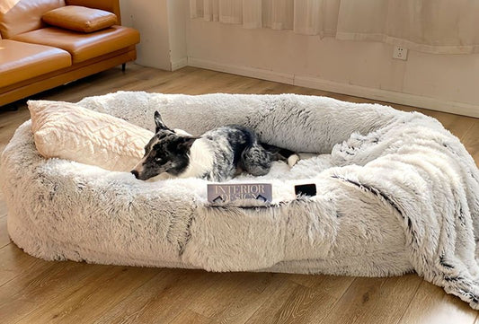 Why Do Dogs Scratch Their Beds? Common Reasons and What It Means