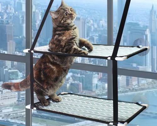 Why Do Cats Circle Before Lying Down? Understanding Your Cat’s Sleeping Instincts