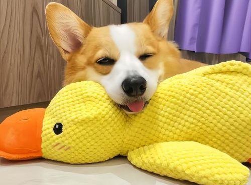 Why Do Dogs Lick Their Toys? Understanding Comfort, Instinct, and Dog Behavior