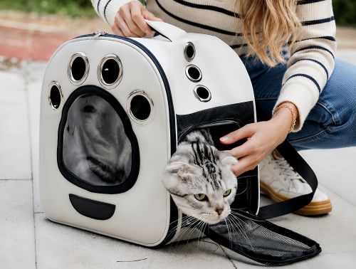 Are Cat Backpacks Good? The Pros and Cons Every Cat Owner Should Know
