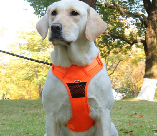 Can Dogs Wear a Harness All Day? Safety Tips for Pet Owners