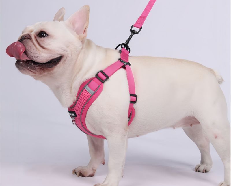 Are No Pull Harnesses Good for Dogs? What Pet Owners Should Know