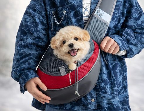 How to Carry a Small Dog: Easy Tips for Comfort and Safety