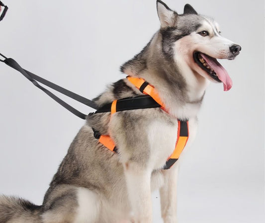 How to Size a Dog Harness: Easy Guide for the Perfect Fit