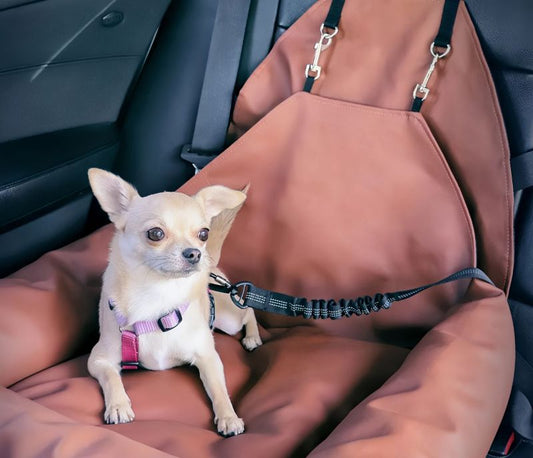 Do Dogs Need Seat Belts? Why Securing Your Dog in the Car Matters