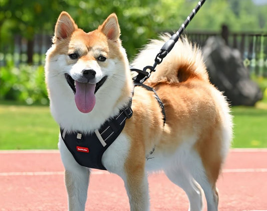 Are Harnesses Bad for Dogs? What Pet Owners Should Know