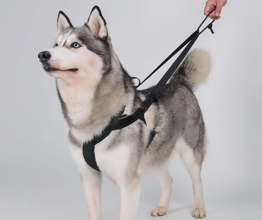 How Should a Dog Harness Fit? Easy Signs of the Right Fit