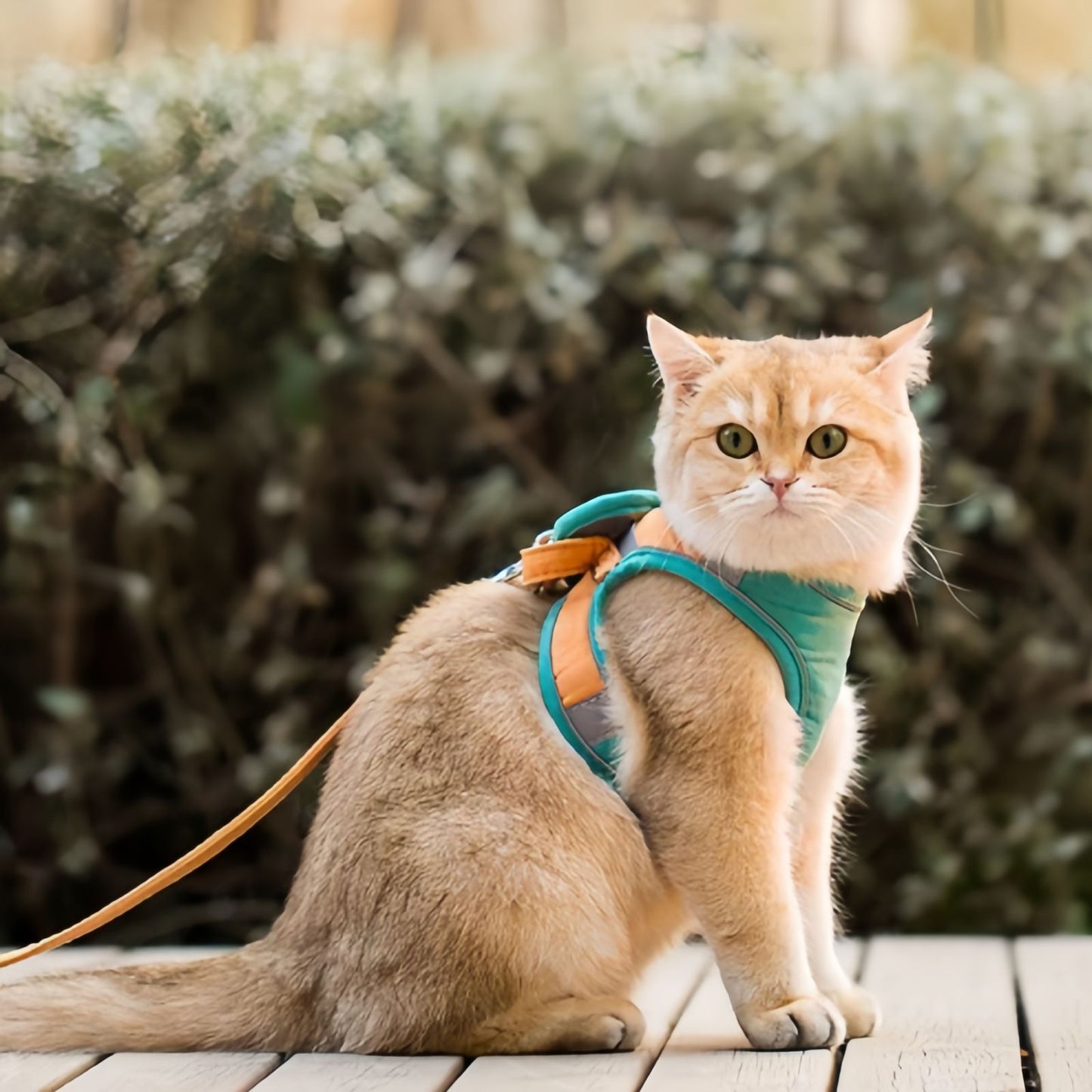 Escape Proof Cat Harness and Leash Set, Adjustable Reflective Walking Harness for Cats & Small Dogs