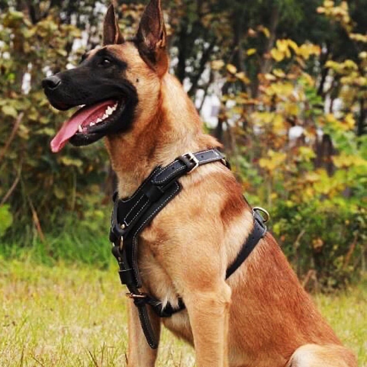 Leather Dog Harness with Handle, Heavy Duty Adjustable Training Dog Harness for Medium to Large Dogs