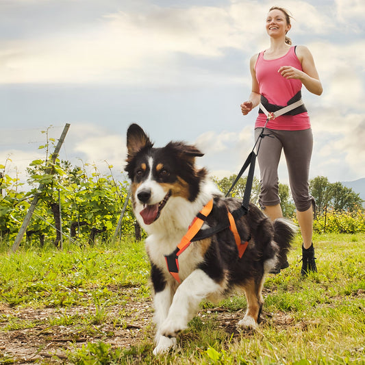 Heavy Duty Sled Dog Harness for Medium to Large Dogs, Reflective Dog Pulling Harness for Running Training & Outdoor Activities