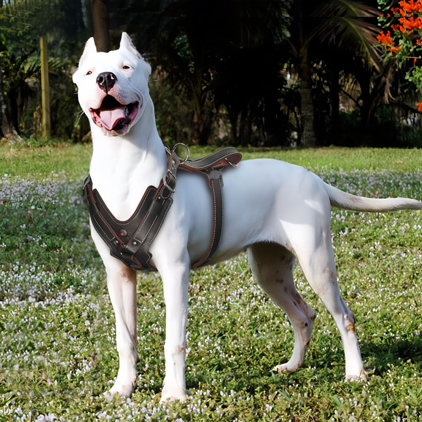 Leather Dog Harness with Handle, Heavy Duty Adjustable Training Dog Harness for Medium to Large Dogs