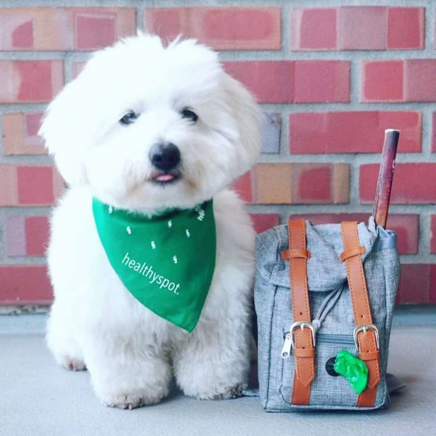 Backpack Harness for Dogs, Adjustable Dog Harness Backpack with Mini Pack for Walking, Hiking & Travel