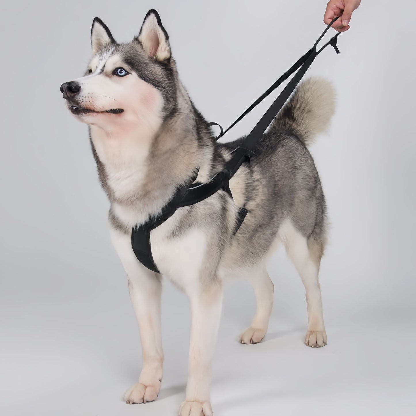 Heavy Duty Sled Dog Harness for Medium to Large Dogs, Reflective Dog Pulling Harness for Running Training & Outdoor Activities