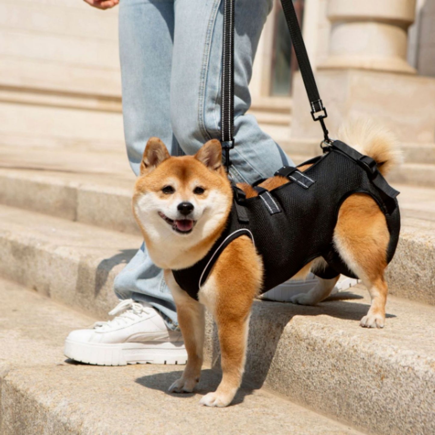 Dog Lift Harness for Small to Large Dogs, Adjustable Full Body Support Harness Lift for Dogs with Mobility Issues & Rehabilitation Needs