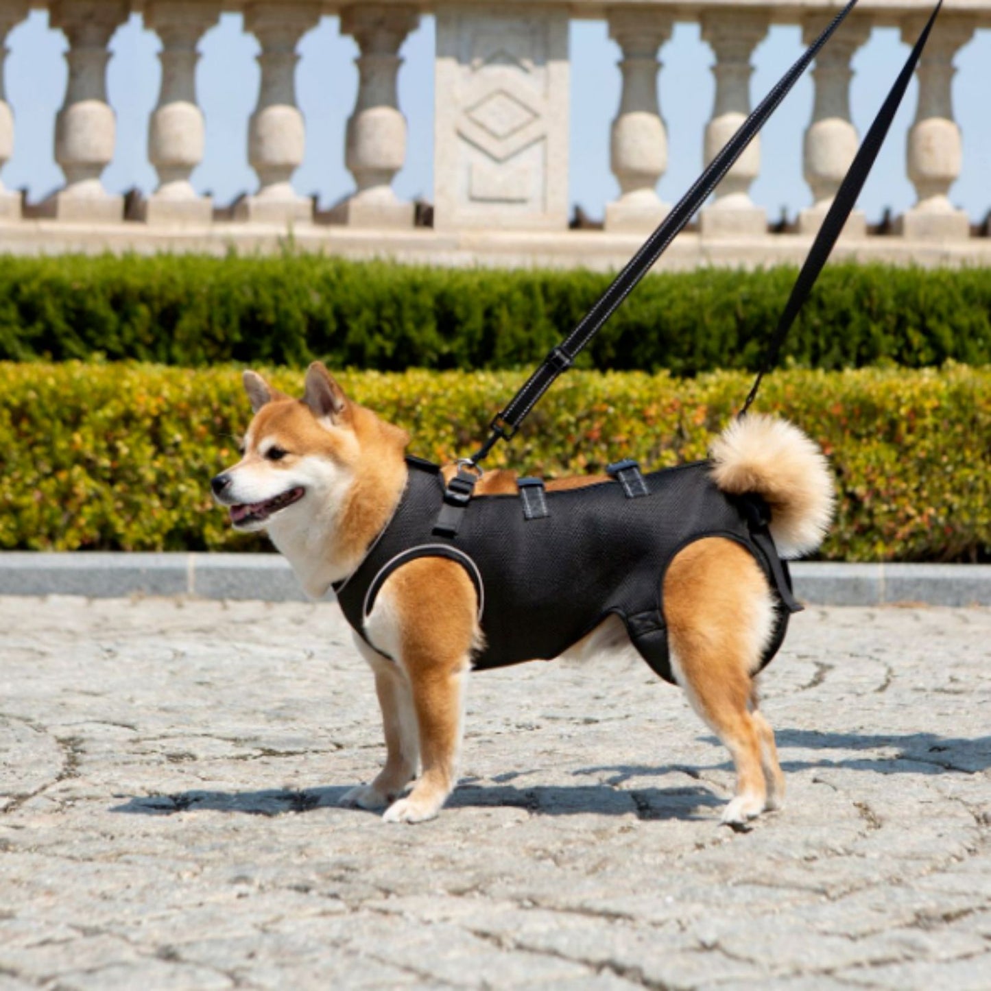 Dog Lift Harness for Small to Large Dogs, Adjustable Full Body Support Harness Lift for Dogs with Mobility Issues & Rehabilitation Needs